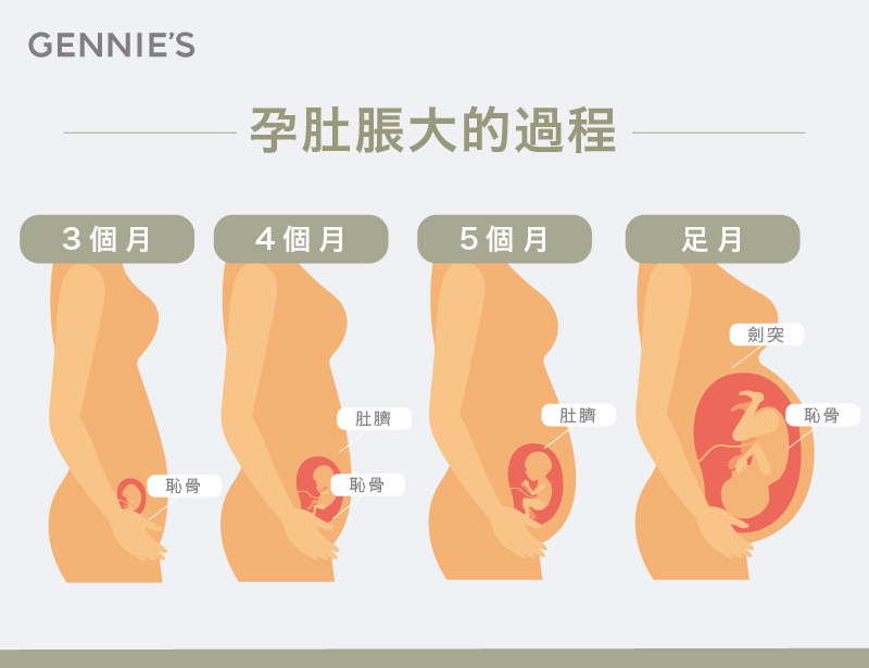 懷孕肚子變大的過程-懷孕肚子哪裡變大