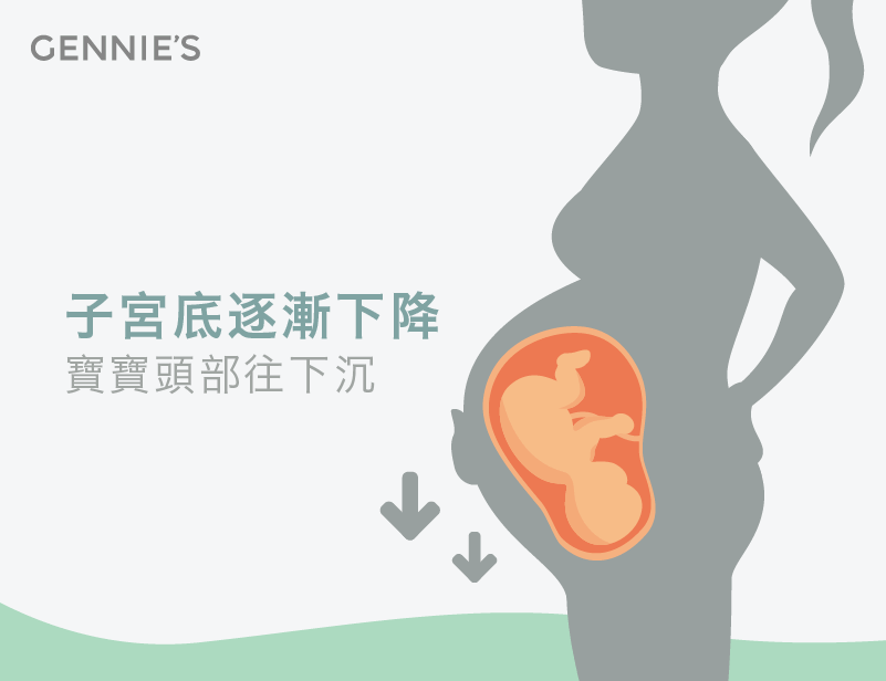 子宮底下降-懷孕肚子下垂