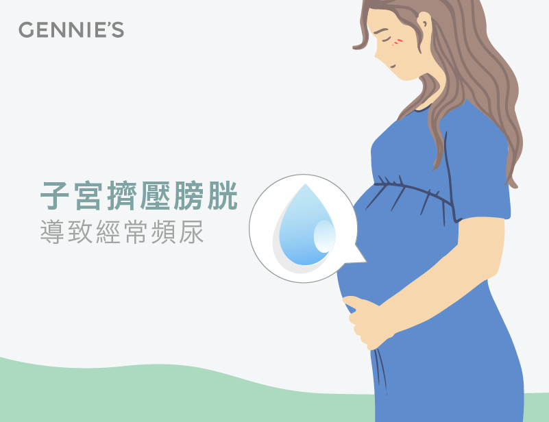 脹大的子宮擠壓膀胱導致頻尿-懷孕肚子沉