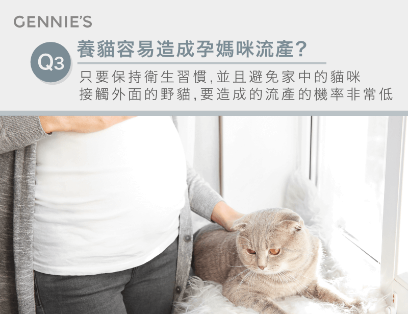 貓咪會讓孕婦流產嗎-懷孕可以養貓嗎
