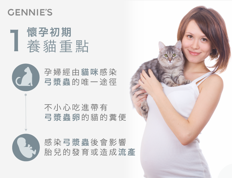 弓漿蟲喘染途徑-懷孕初期養貓