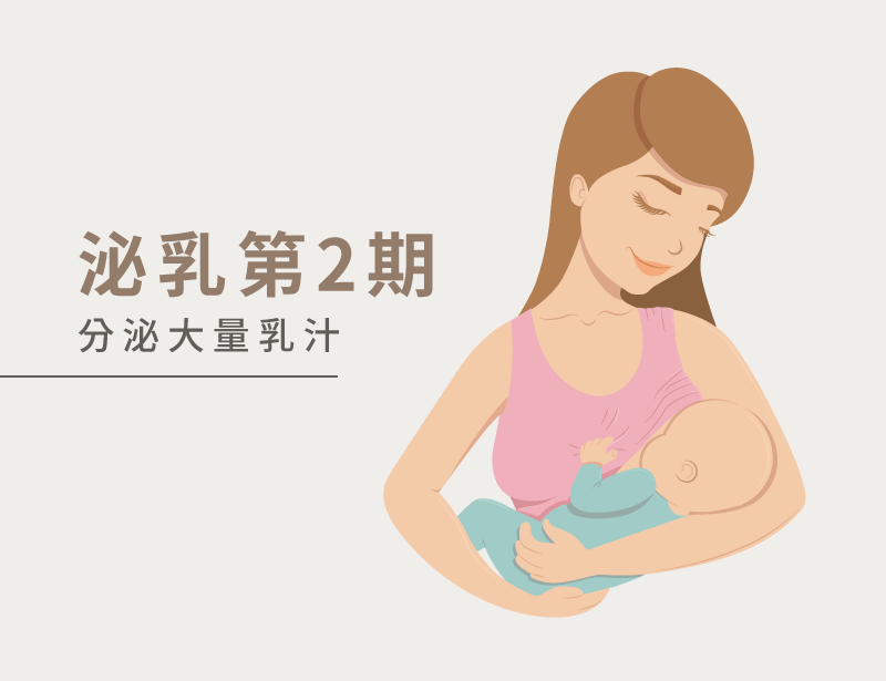 產後3至8天-開始分泌母乳
